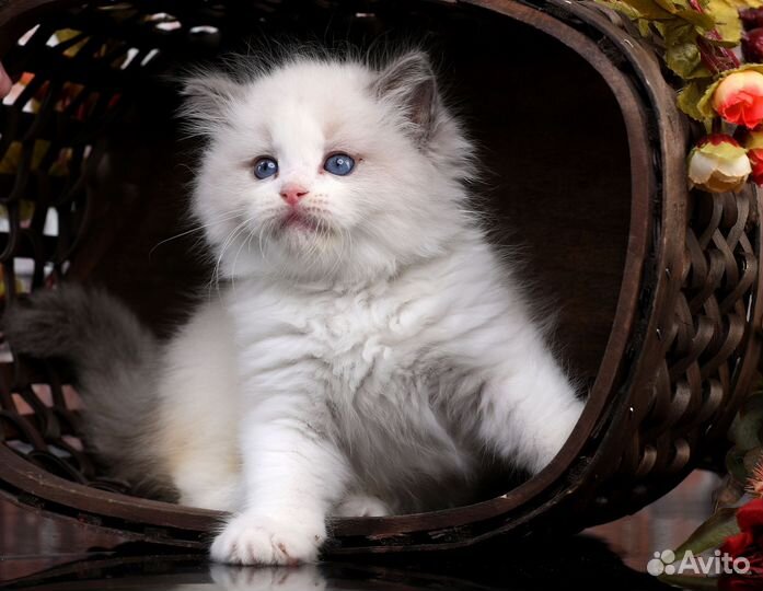 Котята рэгдолл