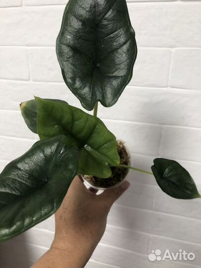 Алоказия Бисма (не Платинум)