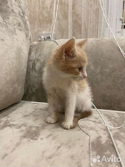 Котеночек мальчик