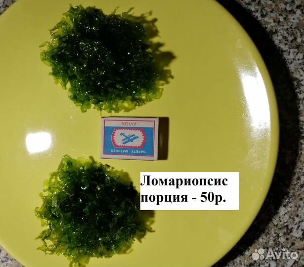 Растения для аквариума