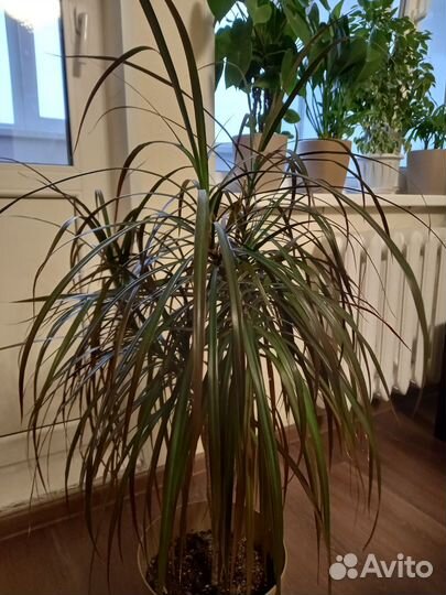 Пальма драцена