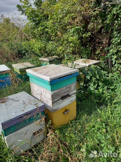 Ульи для пчел