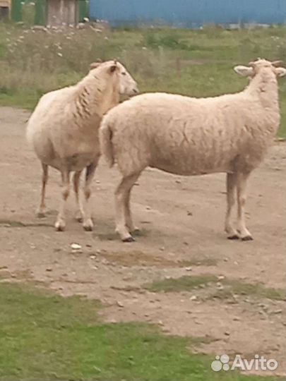 Овцы бараны