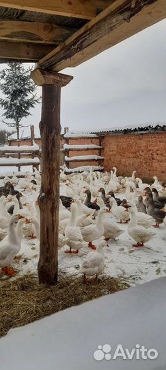 Гуси на мясо и на племя