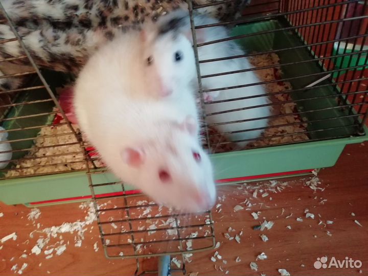 Крыса дамбо