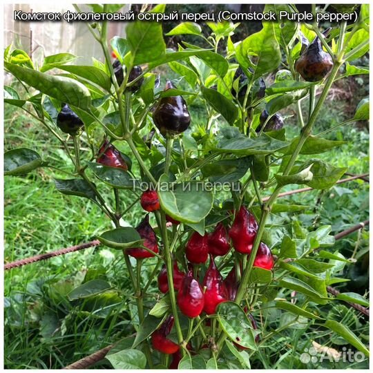 Семена томатов и перцев