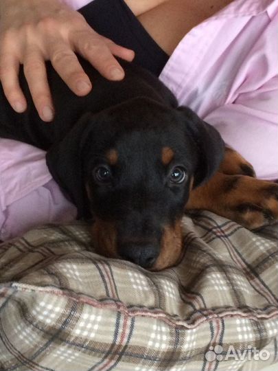 Продам щенка добермана