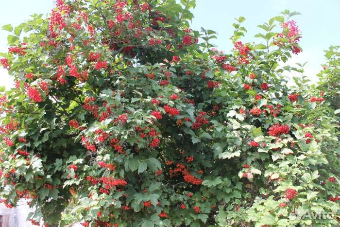 Калина обыкновенная 2 -4 метра
