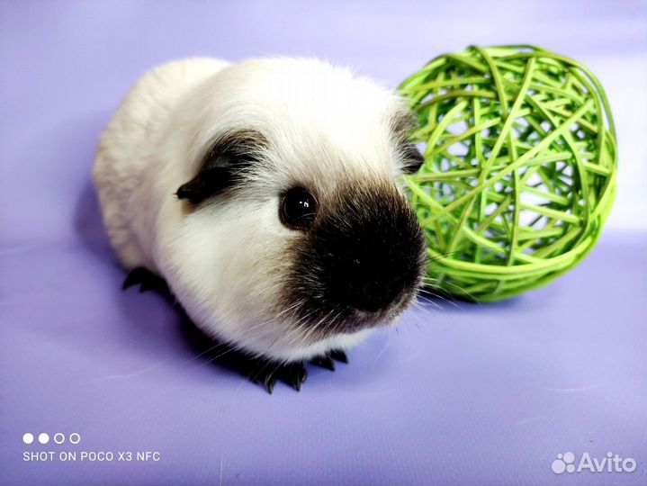 Морские свинки Разных пород(сокращение питомника)