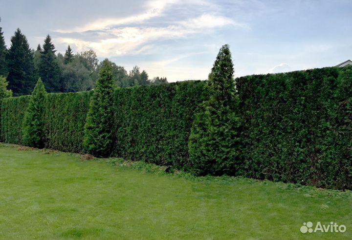 Туи Брабант Экстра качества