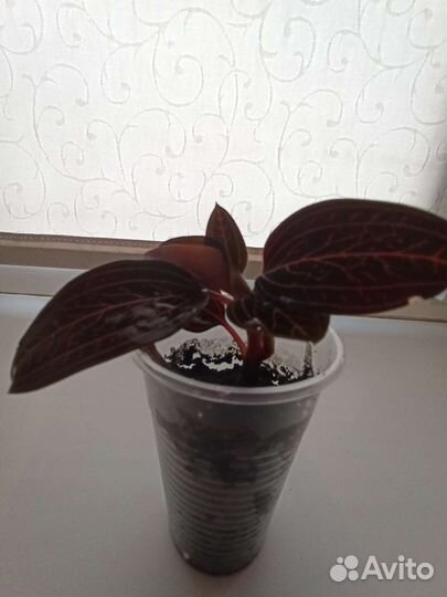 Орхидея - драгоценная