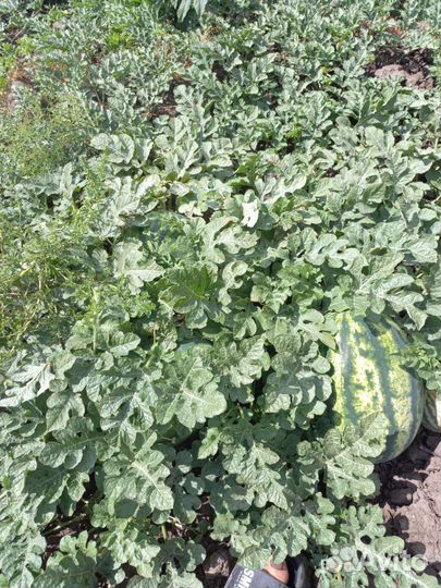 Арбуз оптом