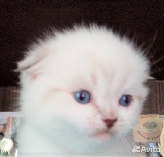 Британские котята разных окрасов