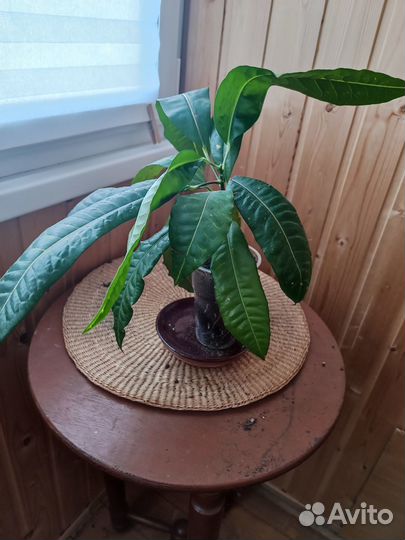 Комнатные растения