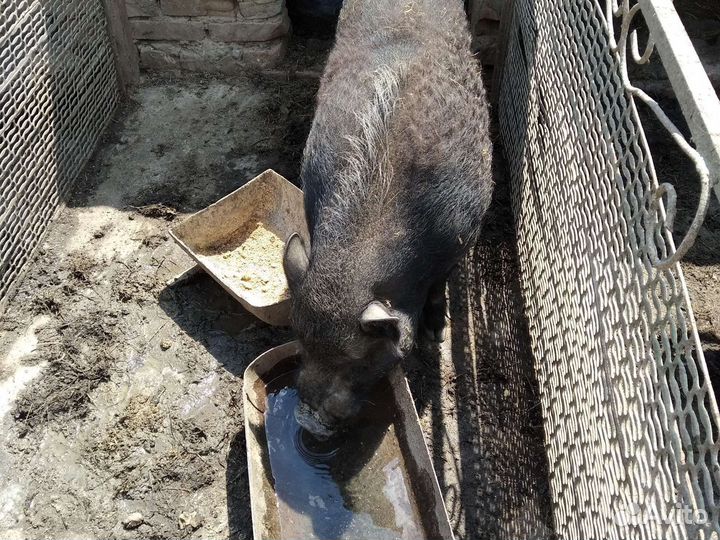 Вьетнамский хряк