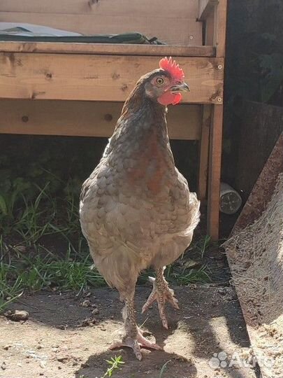 Петушки: лакеданзи, сильверудд, маран ч/м и г/м