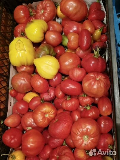Семена Помидор