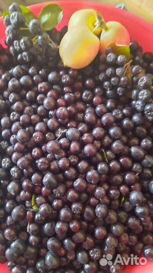 Черноплодка