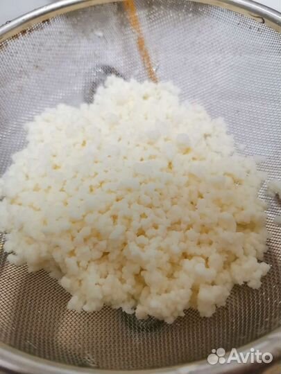 Тибетский молочный гриб