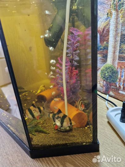 Аквариум