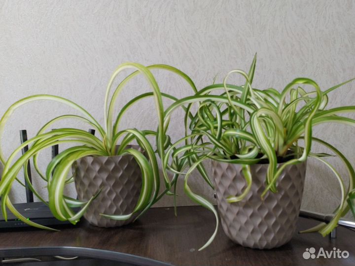 Хлорофитум кудрявый