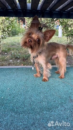 Йоркширский терьер для вязки