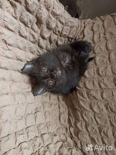 Кошка в дар бесплатно