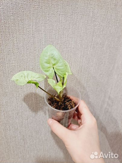 Сингониум набор