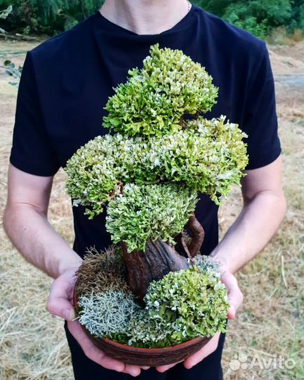 Цетрария живое дерево, Пармелия, Бонсай