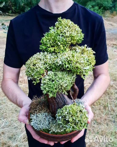 Цетрария живое дерево, Пармелия, Бонсай