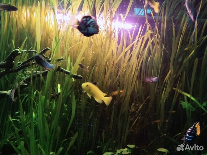 Рыбки большие и маленькие