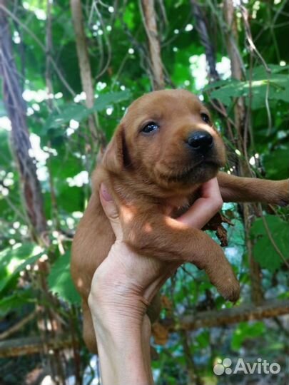 Щенки мальчики и девочки