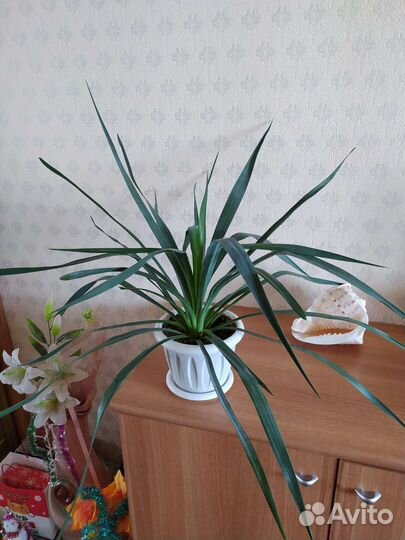 Юкка