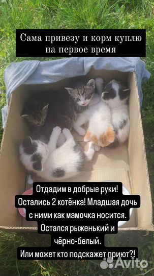 Котята отдам в добрые руки бесплатно