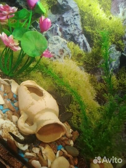 Аквариум с рыбками
