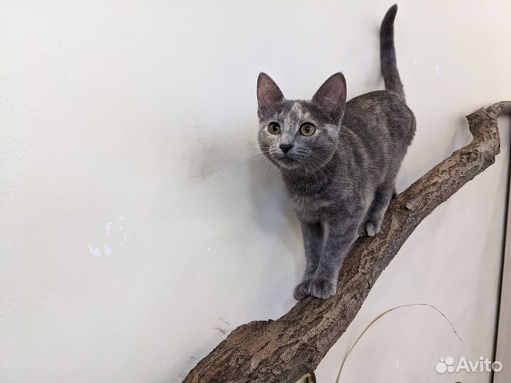 Кошечка в добрые руки