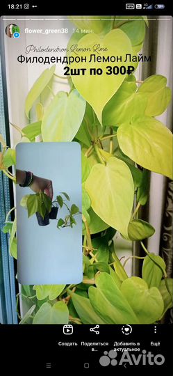 Разные растения