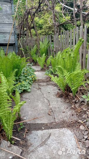 Папоротник