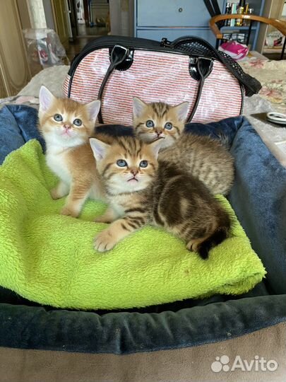 Золотые красавцы