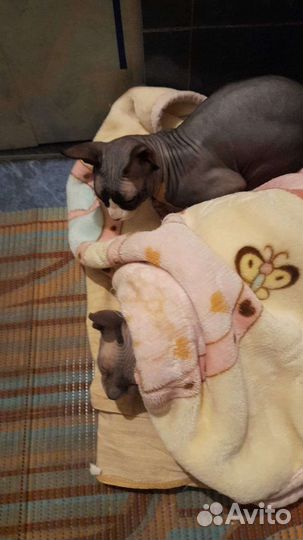 Канадский сфинкс