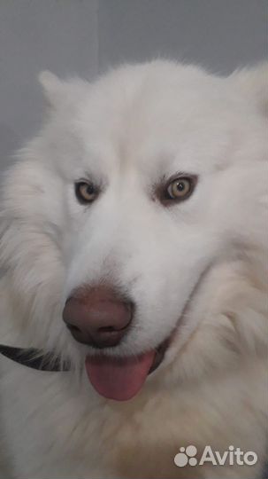 Щенки маламута