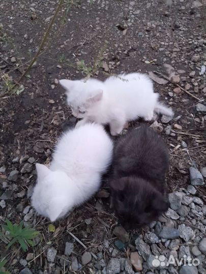 Котята в добрые руки