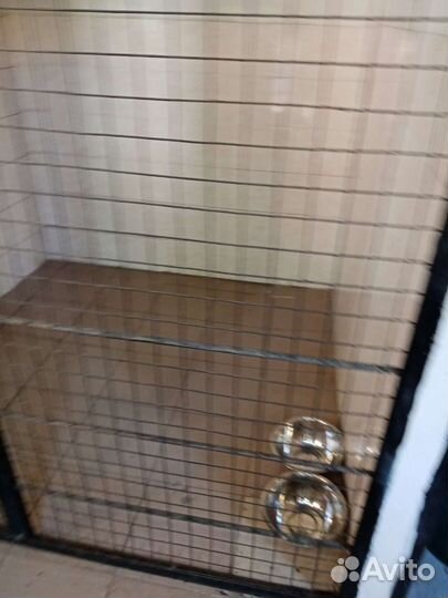 Передержка собак