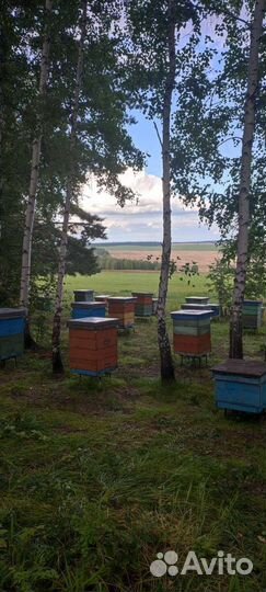 Натуральный зрелый мёд с пасеки