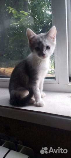 Отдадим в добрые руки котёнка