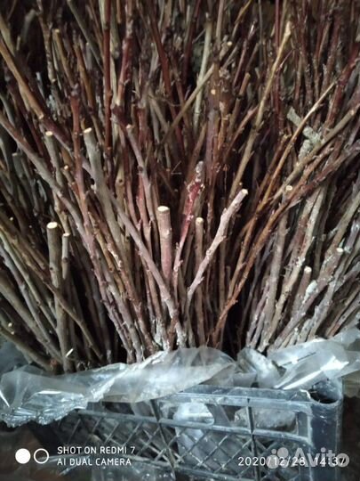 Подвой черенки