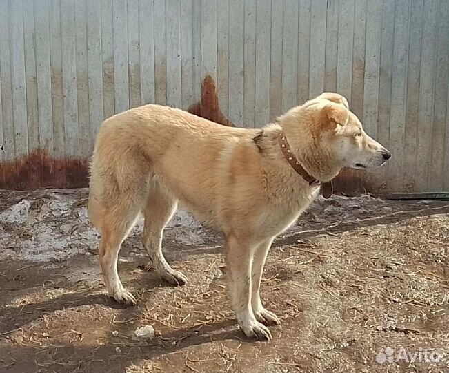 Девчушка в добрые руки