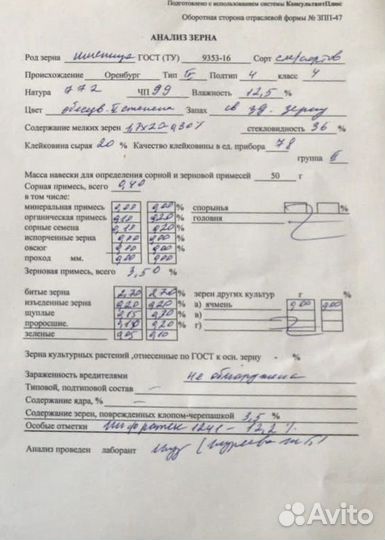 Пшеница мягкая