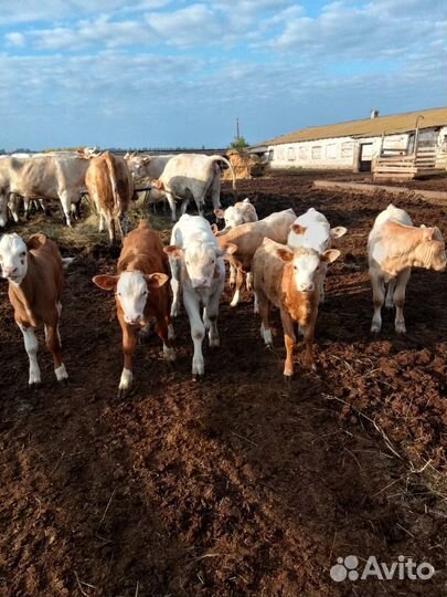 Бычки,телята