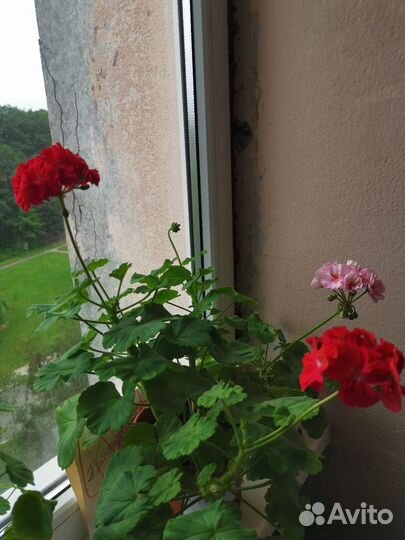 Герань пеларгония